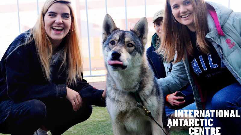 Antarctic Husky